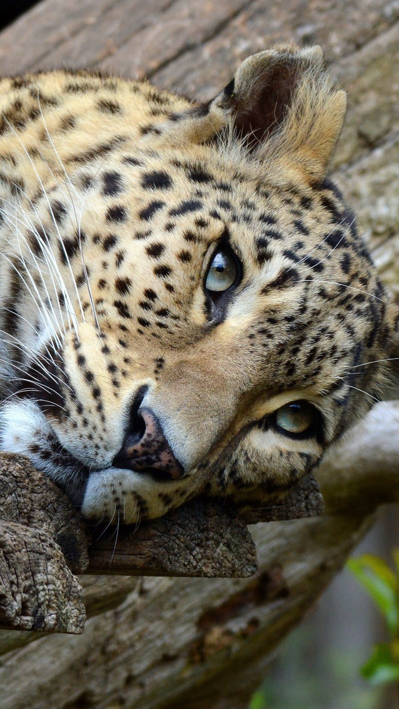 Лапки диких кошек