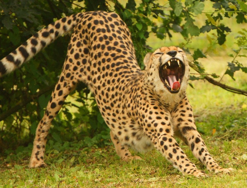 Dieffenbachia гепард (Cheetah)