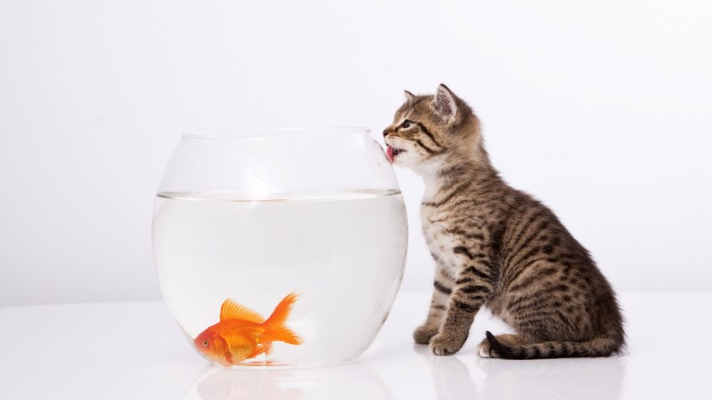 Котенок и аквариум