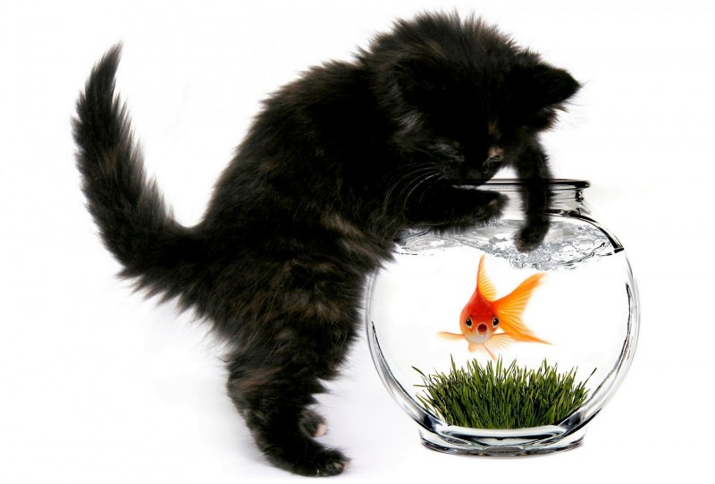 Котенок и аквариум