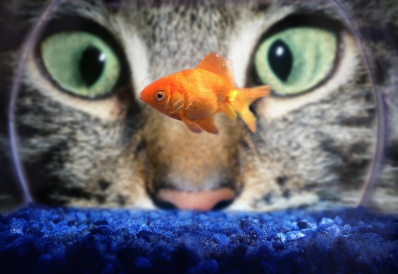 Котенок и рыба