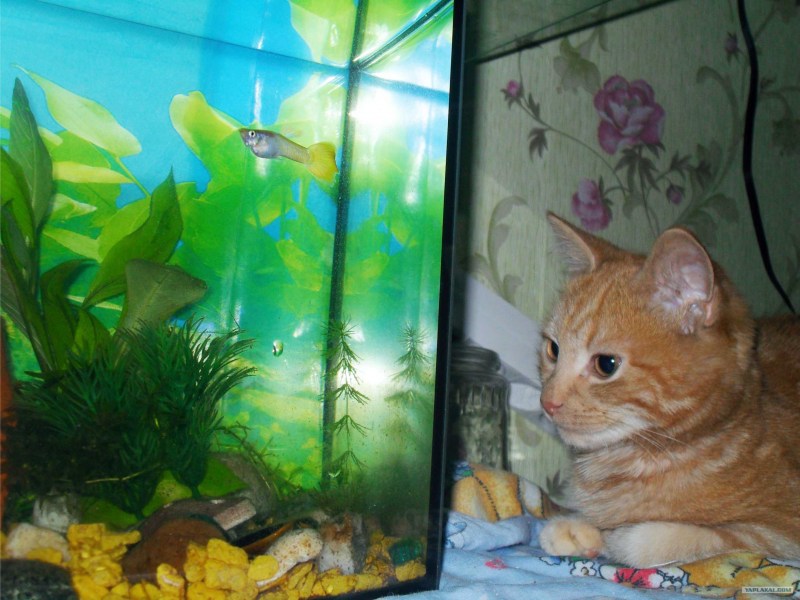 Кот и аквариум