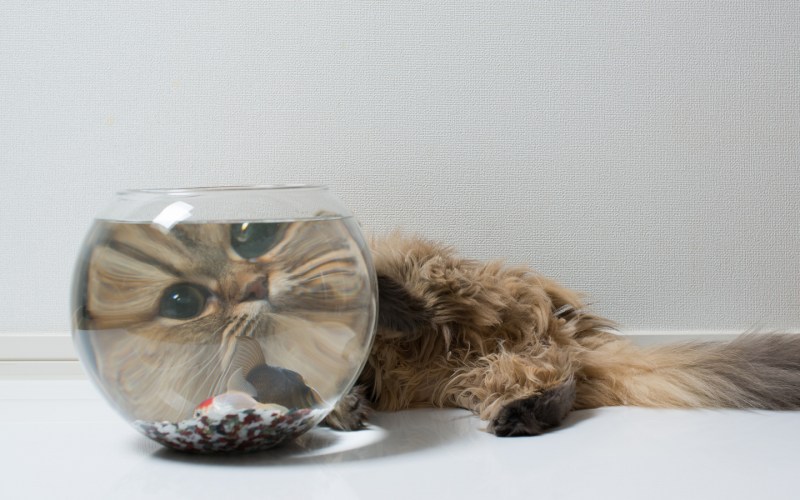 Прикольные обои с котиками