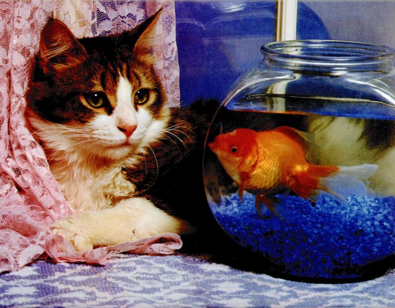 Котенок и аквариум