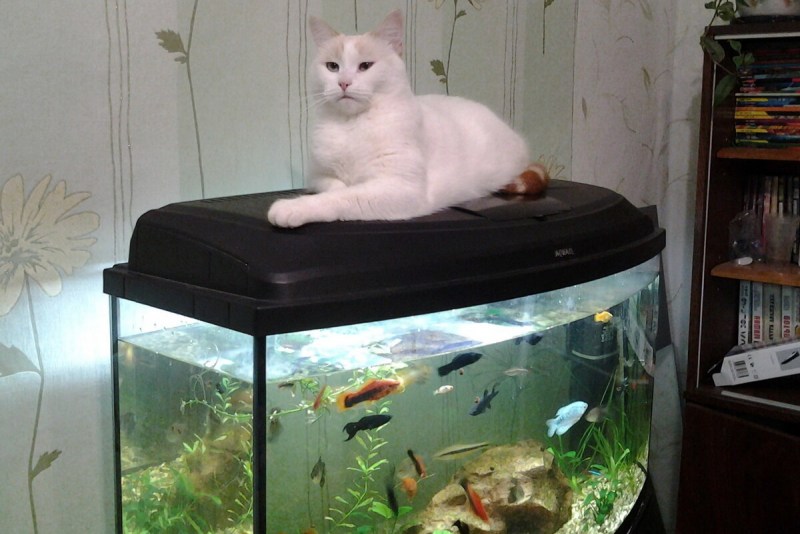 Аквариум с кошкой
