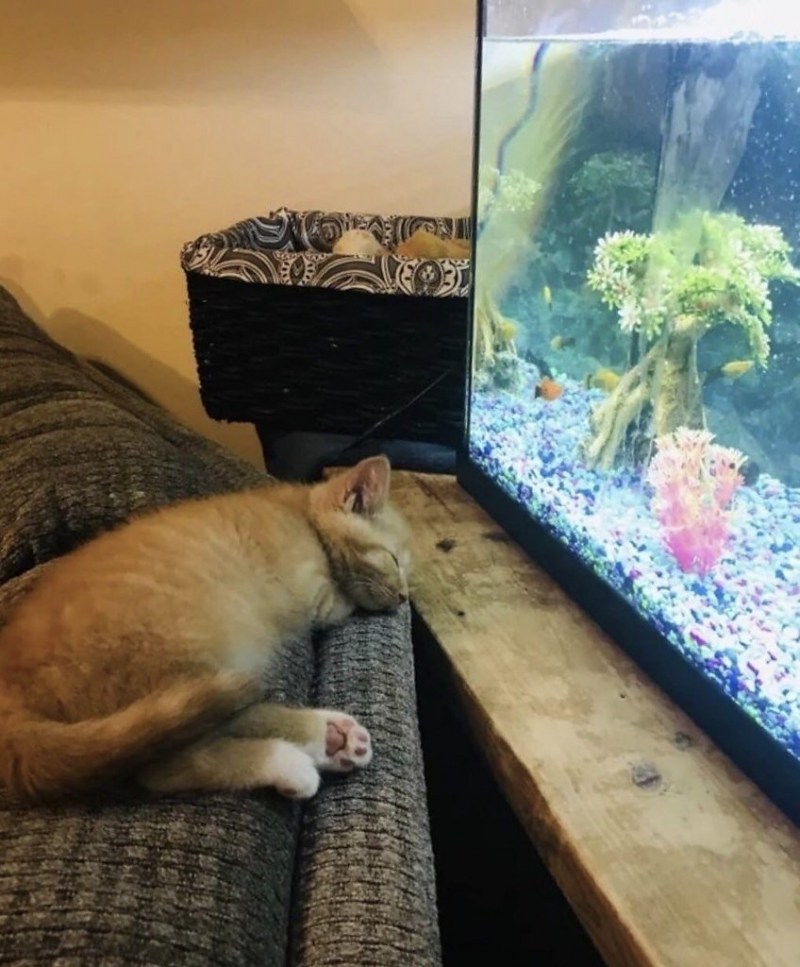 Кот и аквариум