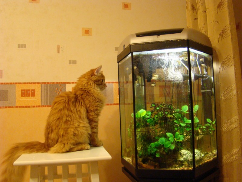 Рыжий кот и аквариум
