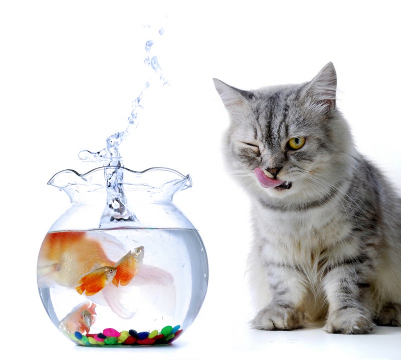 Котенок и аквариум