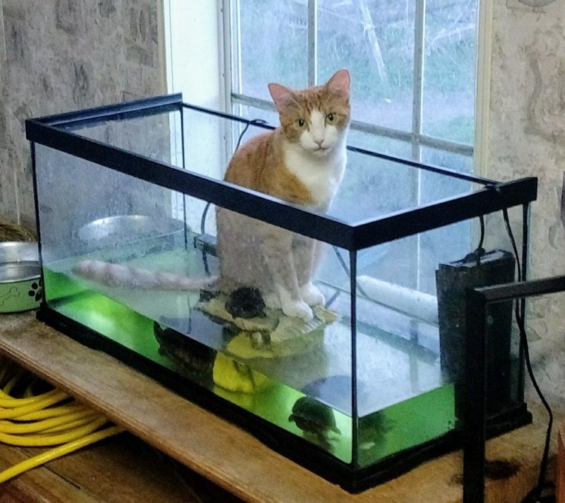 Коты и аквариум