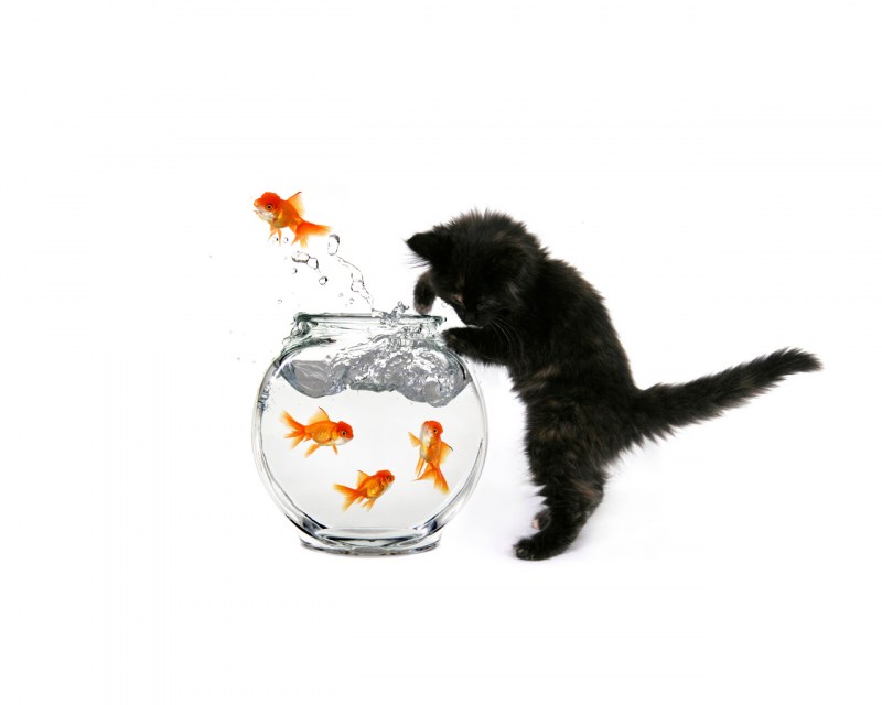 Котик играется с рыбкой.
