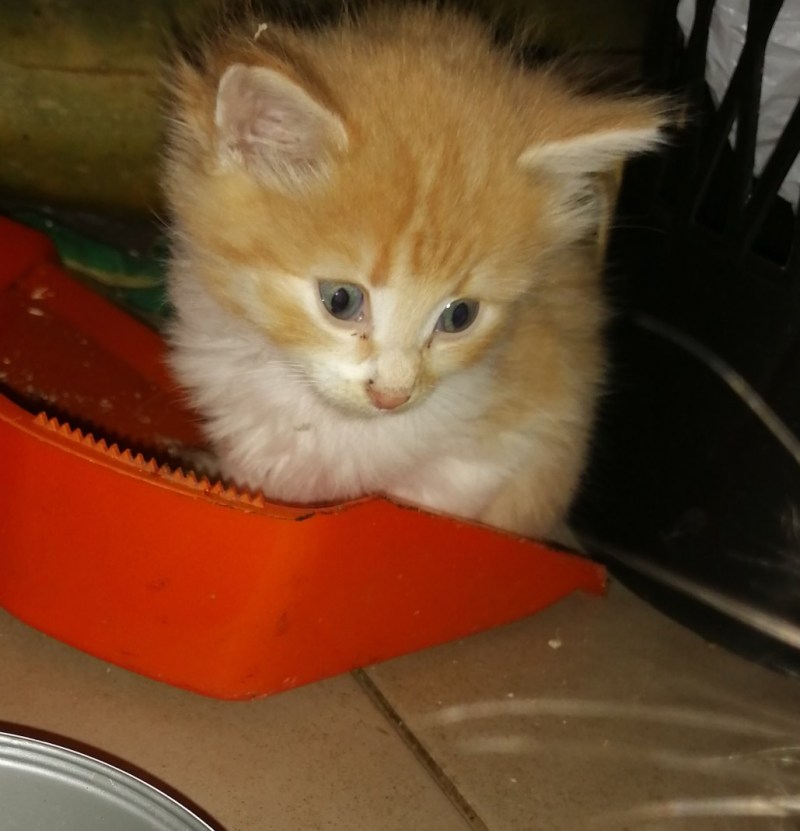 Котенок спит в лотке