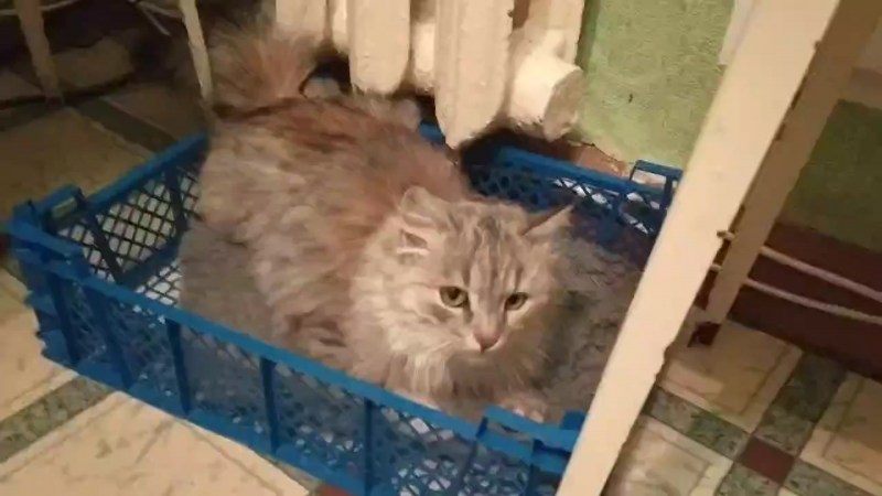 Лоток для котят