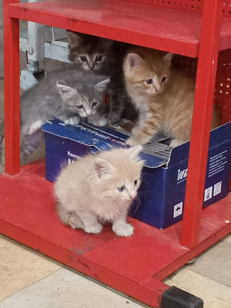 Система приучения кота к унитазу