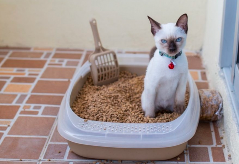 Приучить котенка к лотку