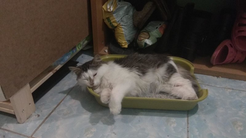 Наполнители для котят для приучения к лотку