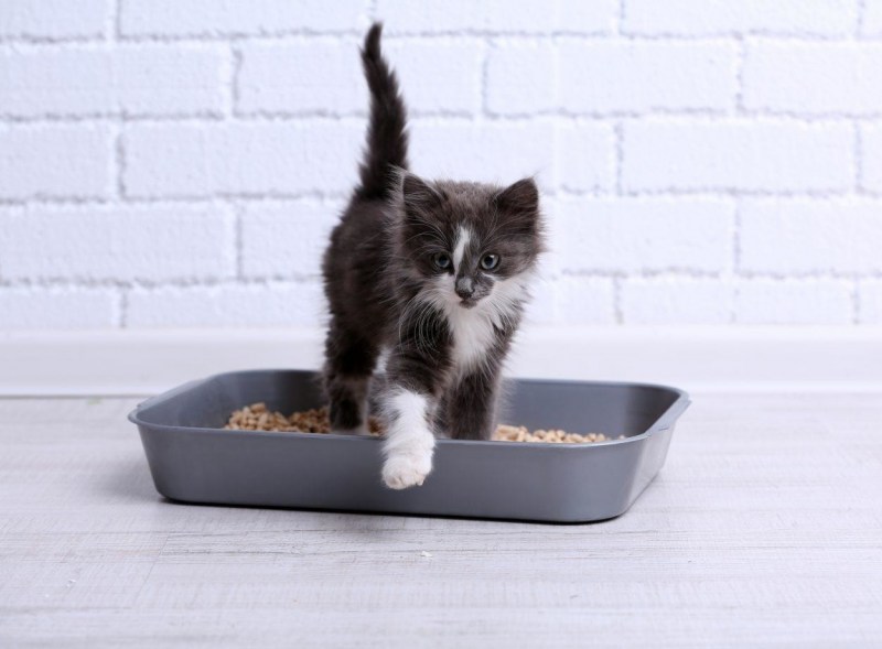 Лоток для котят маленький