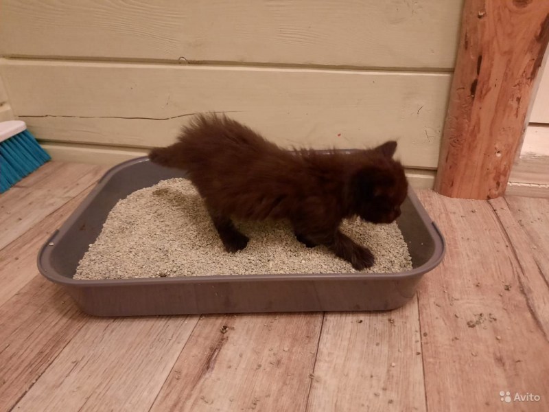 Лоток для котят