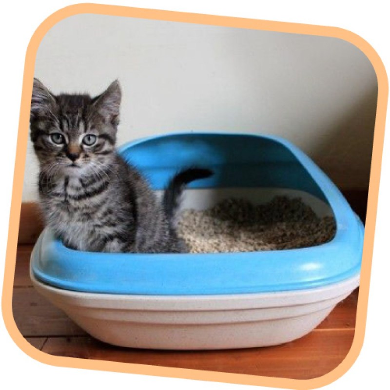 Кошка закапывает