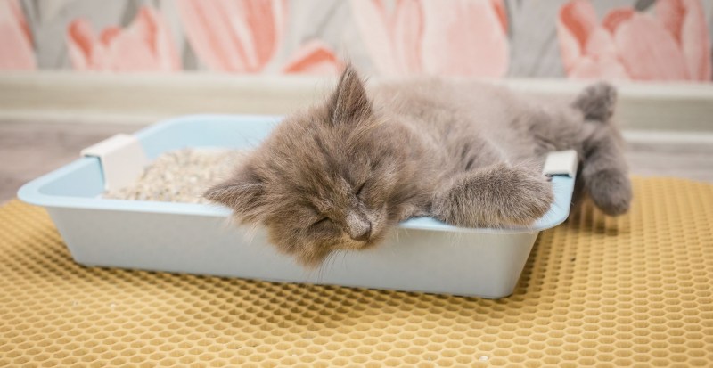 Котенок ходит в ведро