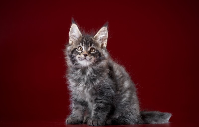 Мейн кун серый котенок