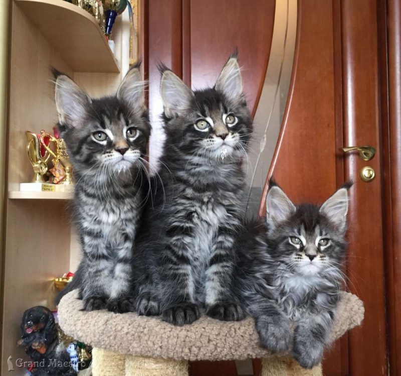 Котята Мейн кун Лесной окрас