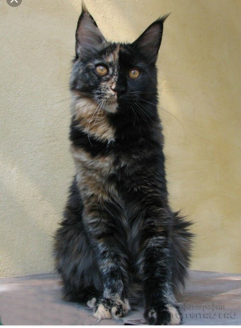 Кот Мейн кун черный