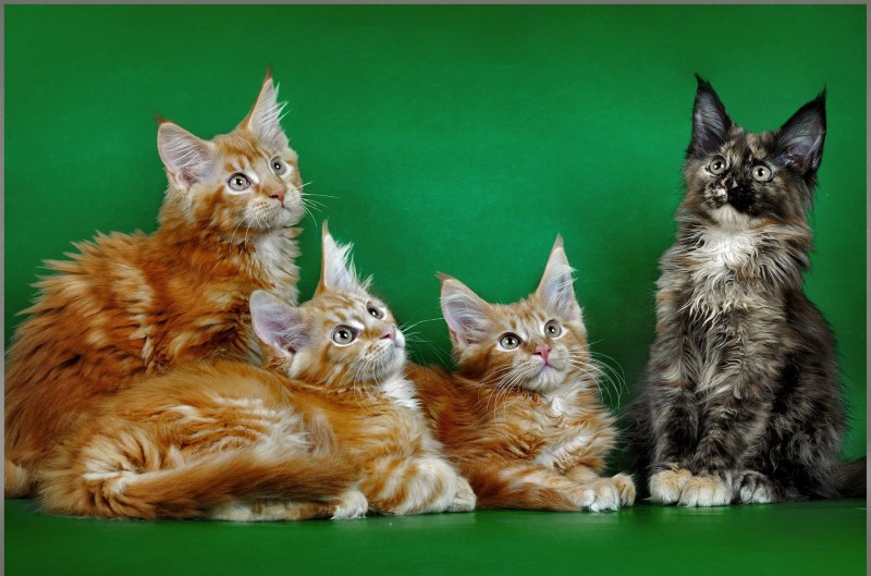 Кошка Мейн кун с котятами