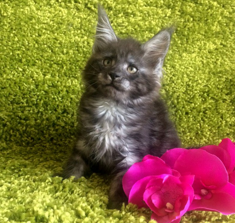 Мейн кун черный дым котенок