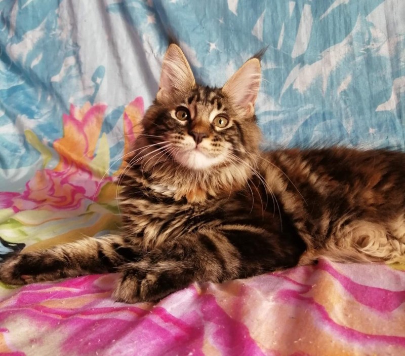 Котята Мейн кун Браун табби