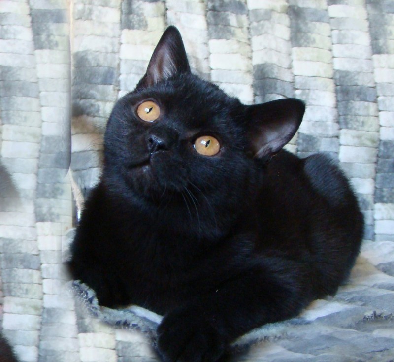 Шотландский скоттиш страйт черный