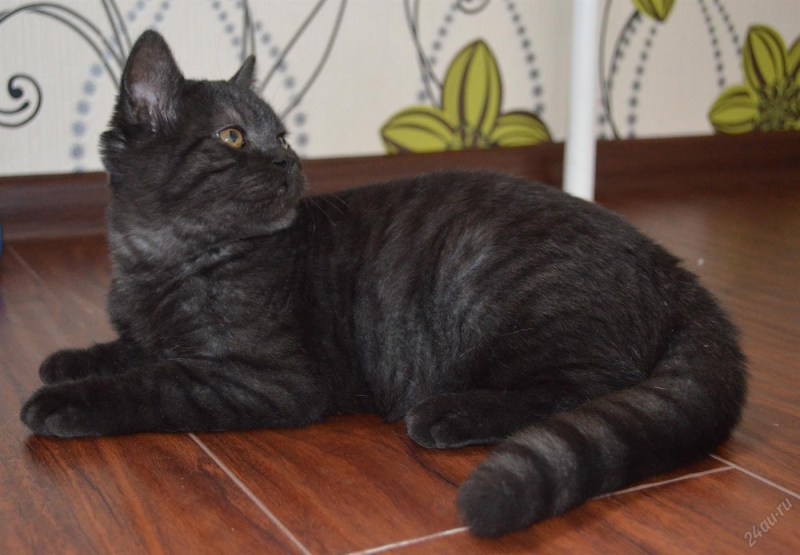 Скоттиш страйт черный котенок