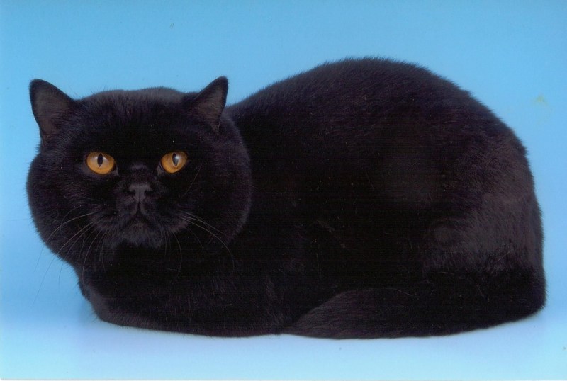 Черный шотландский прямоухий кот