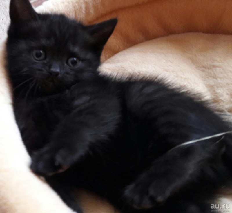 Шотландский скоттиш страйт черный