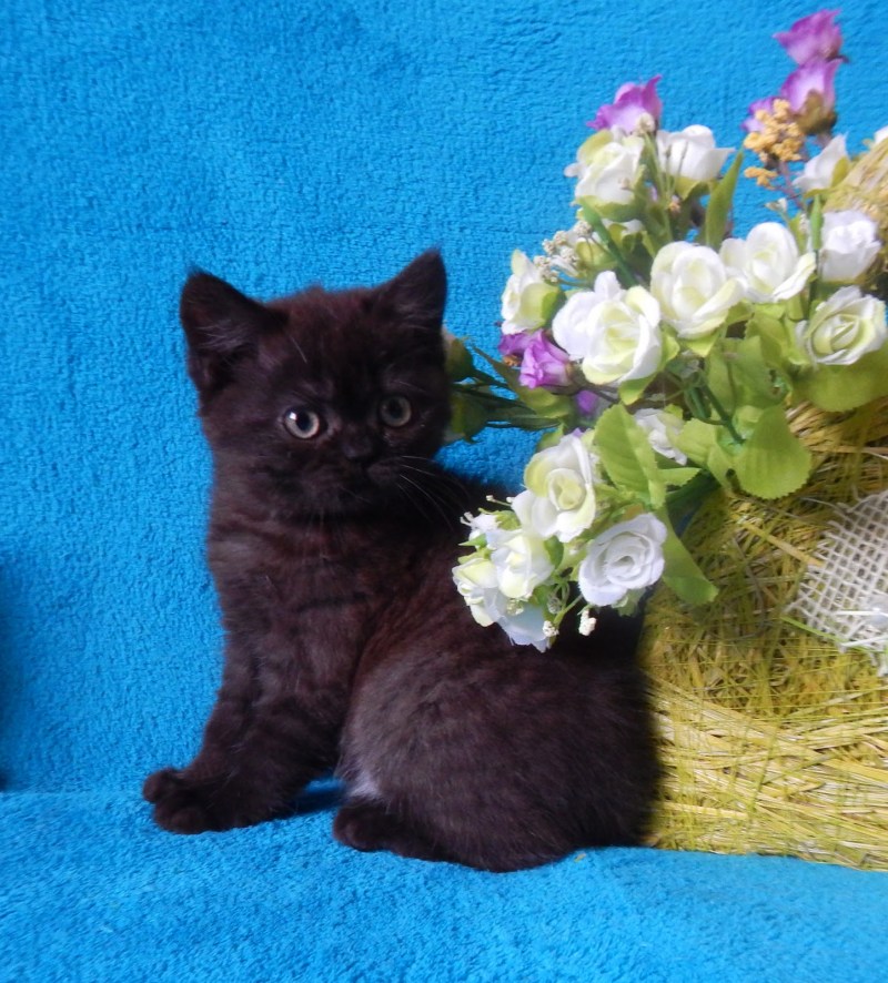 Котята 3 месяца британцы черные короткошерстные