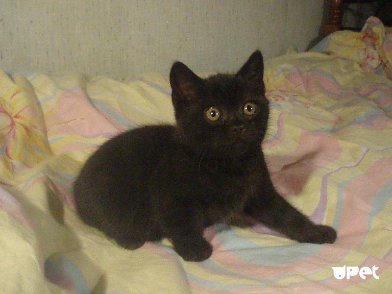 Шотландские прямоухие котята черные