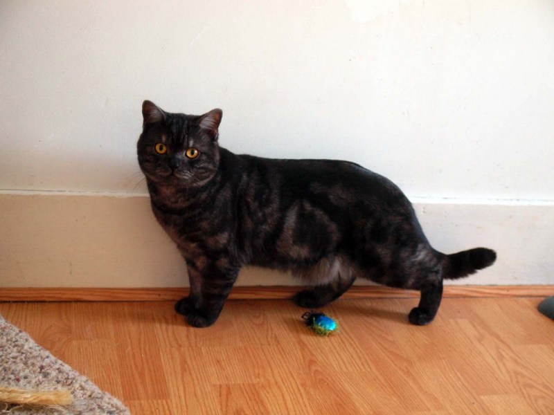 Скоттиш страйт черный котенок