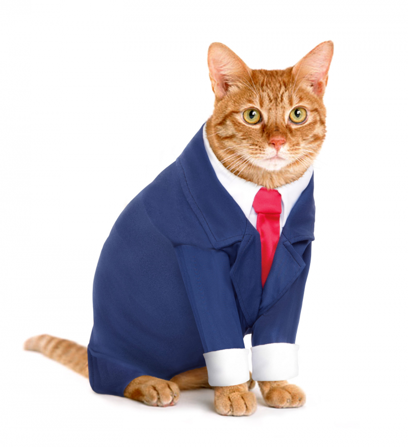 Деловой кот