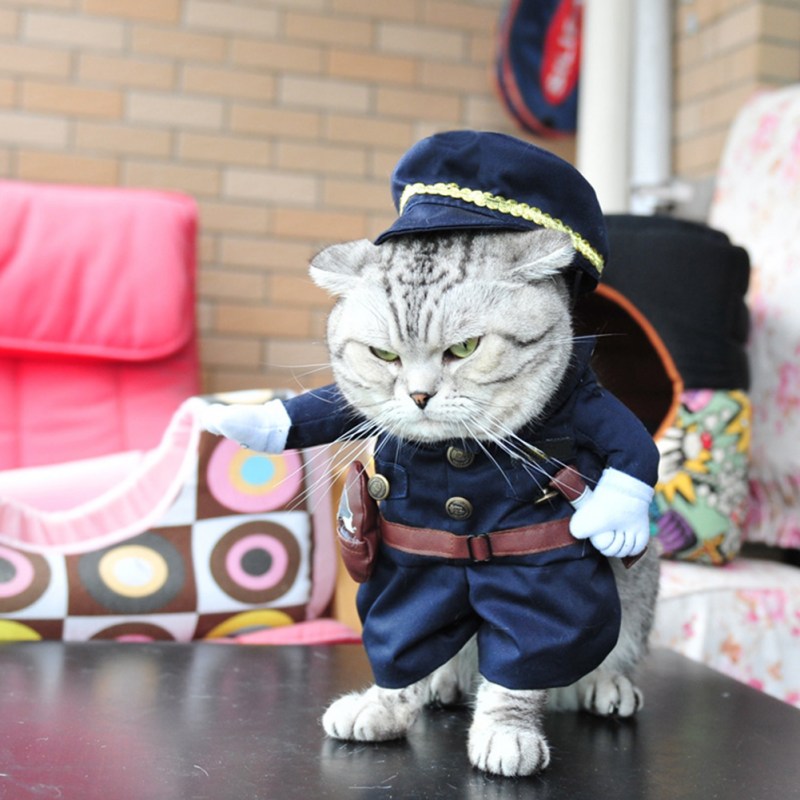 Котик в костюме полицейского