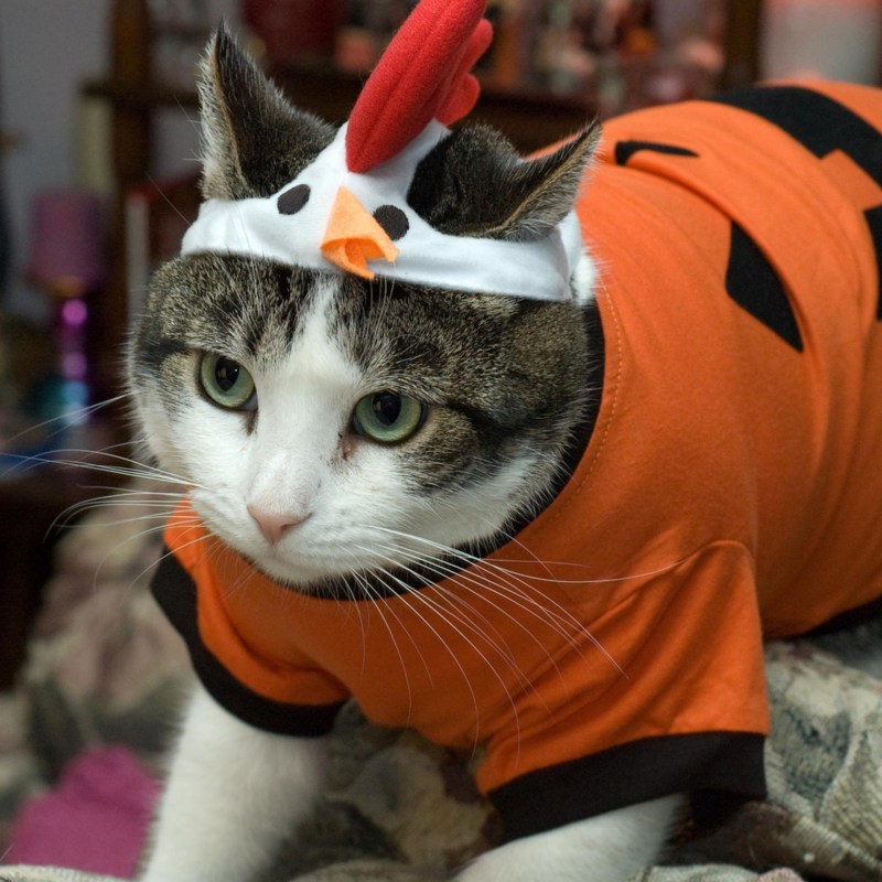 Костюм кошки