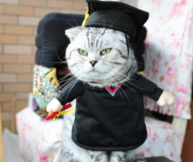Одежда для котов
