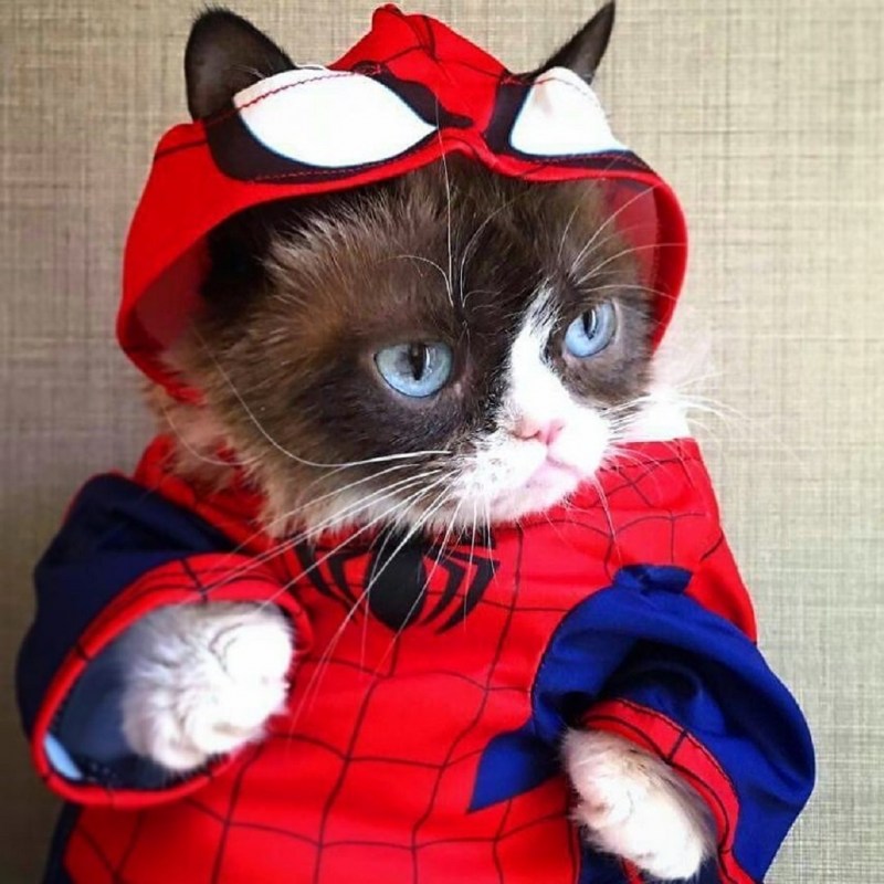 Котики в костюмах