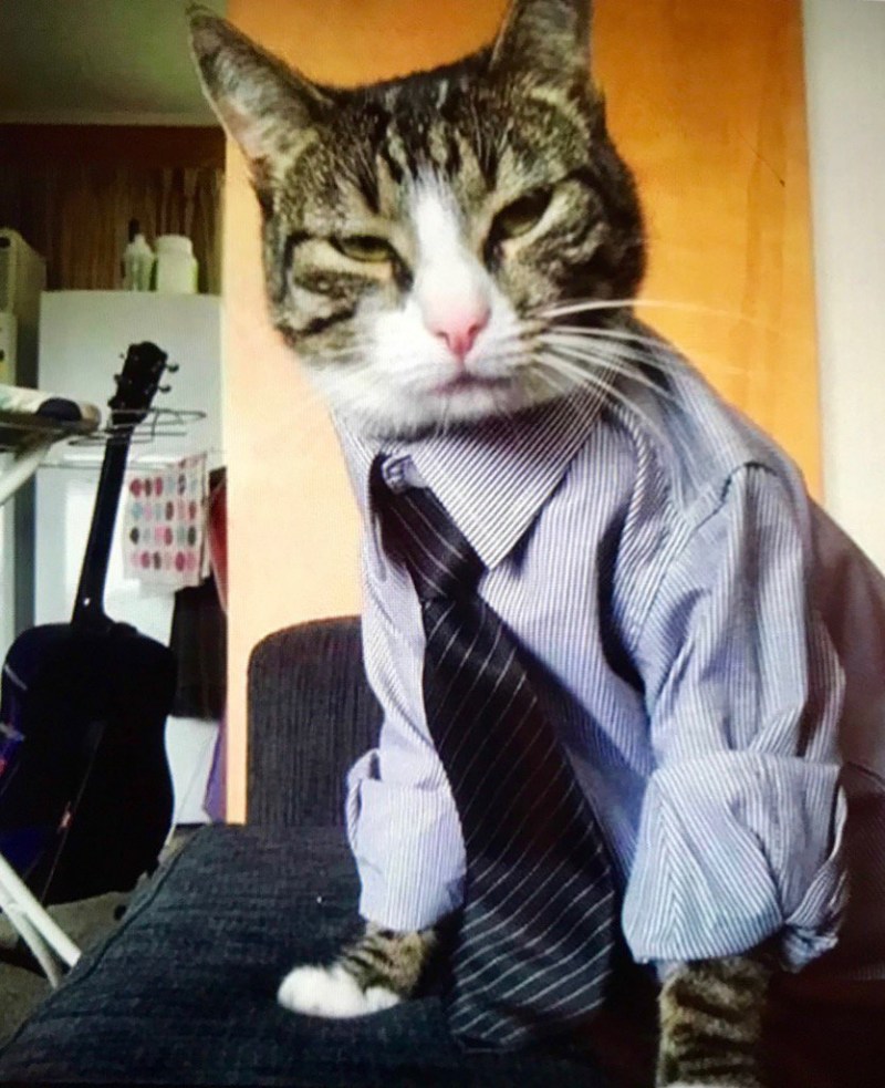 Кот в пиджаке