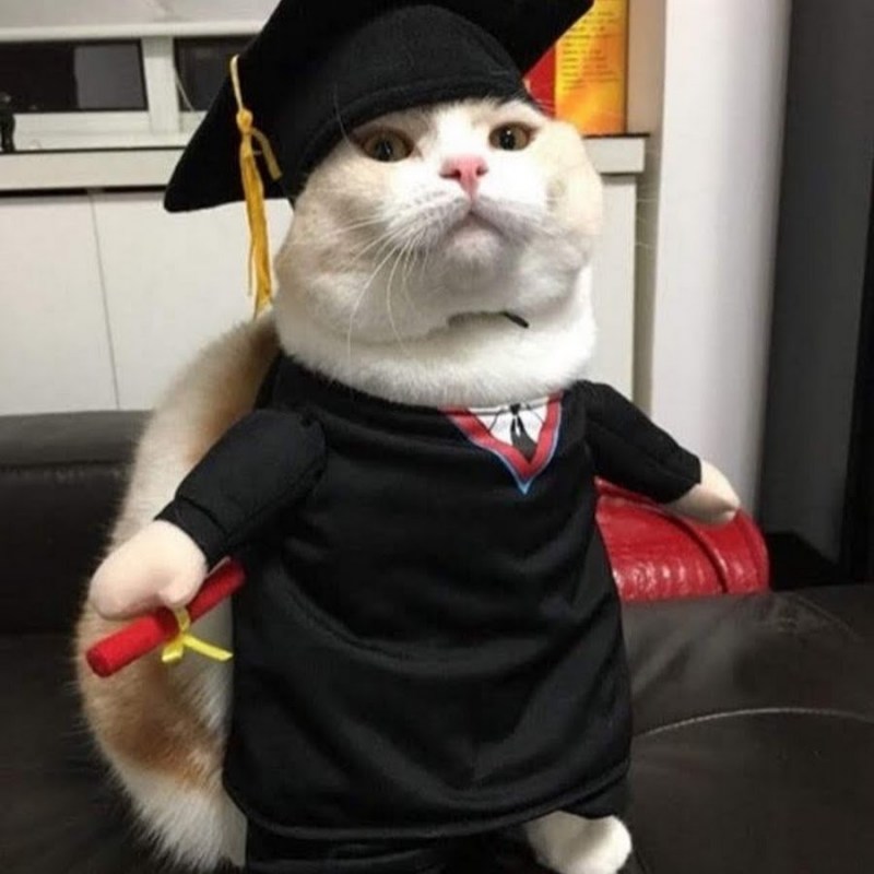 Кот в мантии
