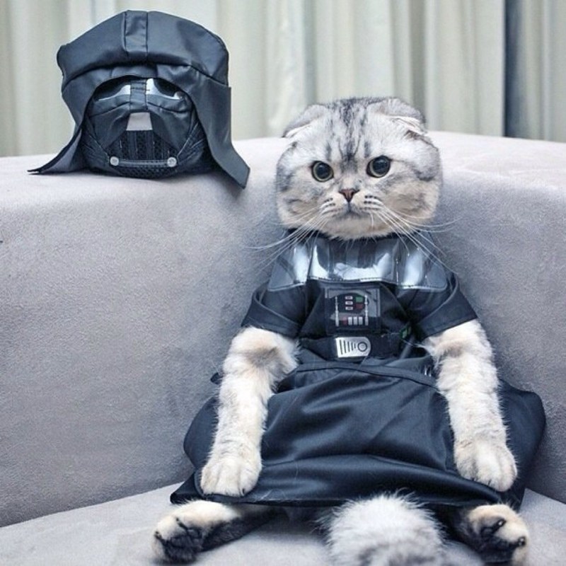 Кот Дарт Вейдер