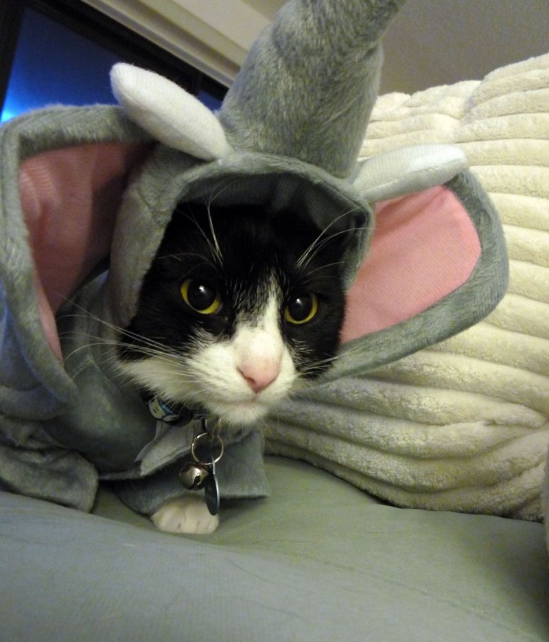 Костюм кошки