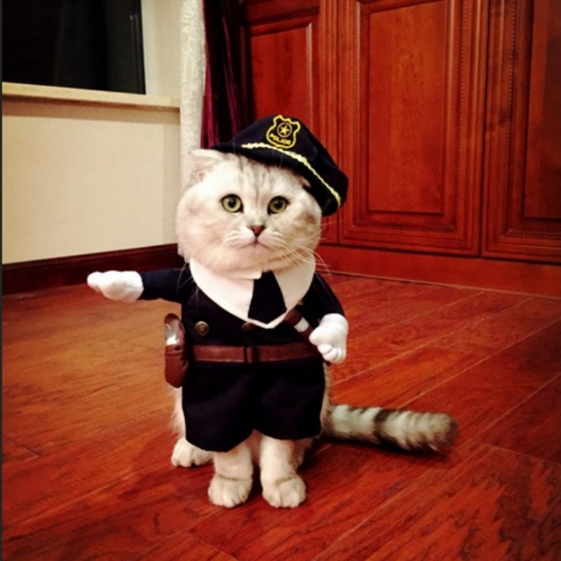 Костюмы для котов