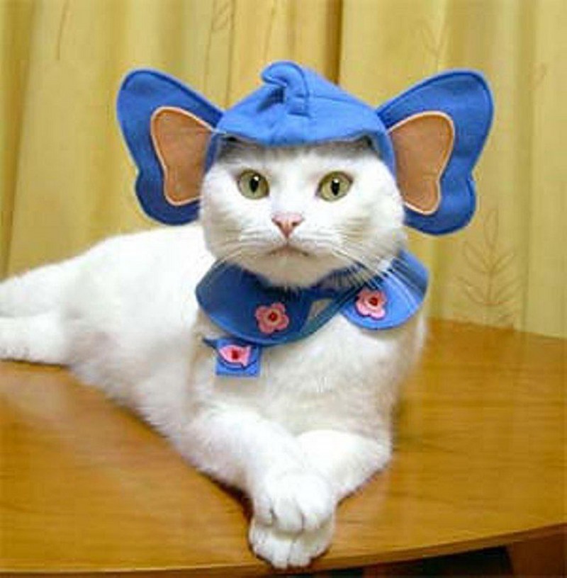 Одежда для котов