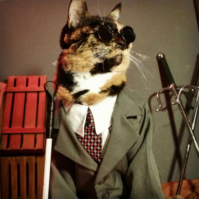 Кот в пиджаке и галстуке