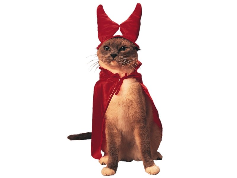Наряд кошки на Хэллоуин