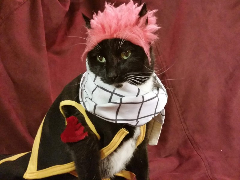 Коты в костюмах аниме